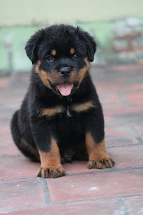 Sai Pets gallery image